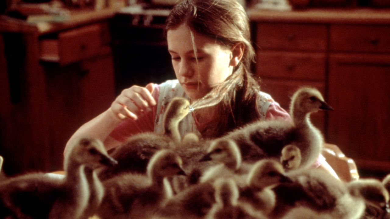 a girl with a group of goslings